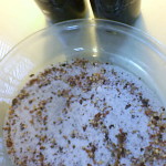 Cursing Salt Mixture
