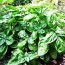 Kitchen Hoodoo | Using Basil in Hoodoo and Conjure and Candle Spells